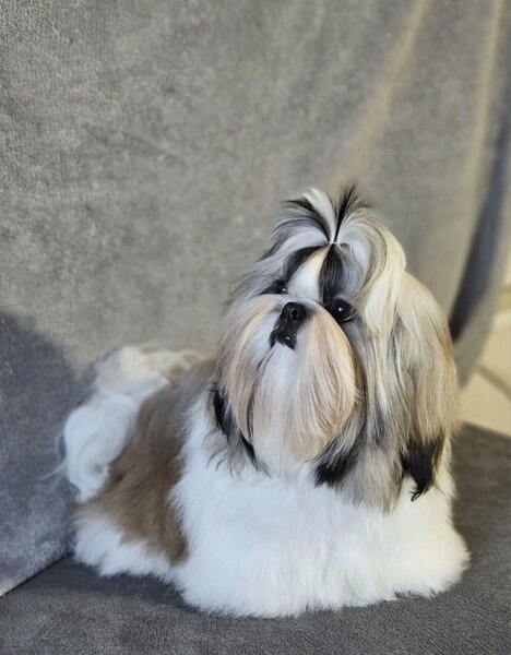 Baiat Shih Tzu