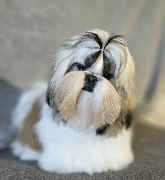 Baiat Shih Tzu