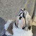 Baiat Shih Tzu