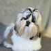 Baiat Shih Tzu